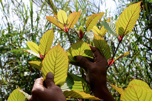 Kratom leaves in the sun and hands reaching for them.